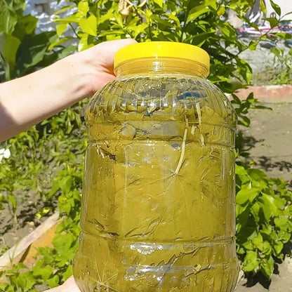 ASMA YAPRAĞI 1 BIDON