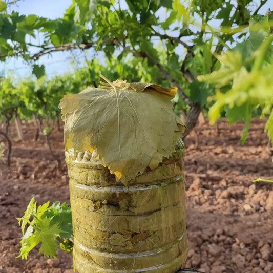 ASMA YAPRAĞI 1 BIDON